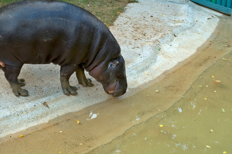 Lune de Miel - Tiny Tiny Hippo